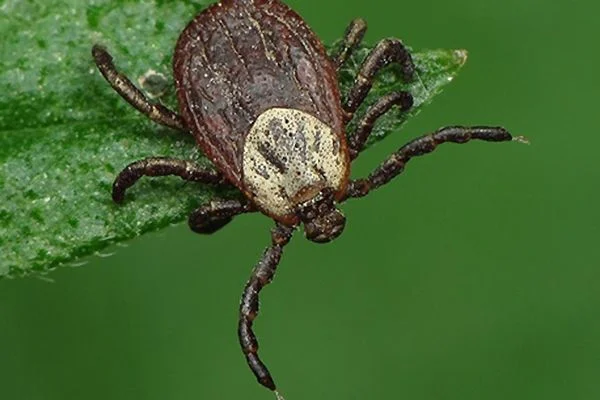 В регионе продолжается прививочная кампания против клещевого энцефалита